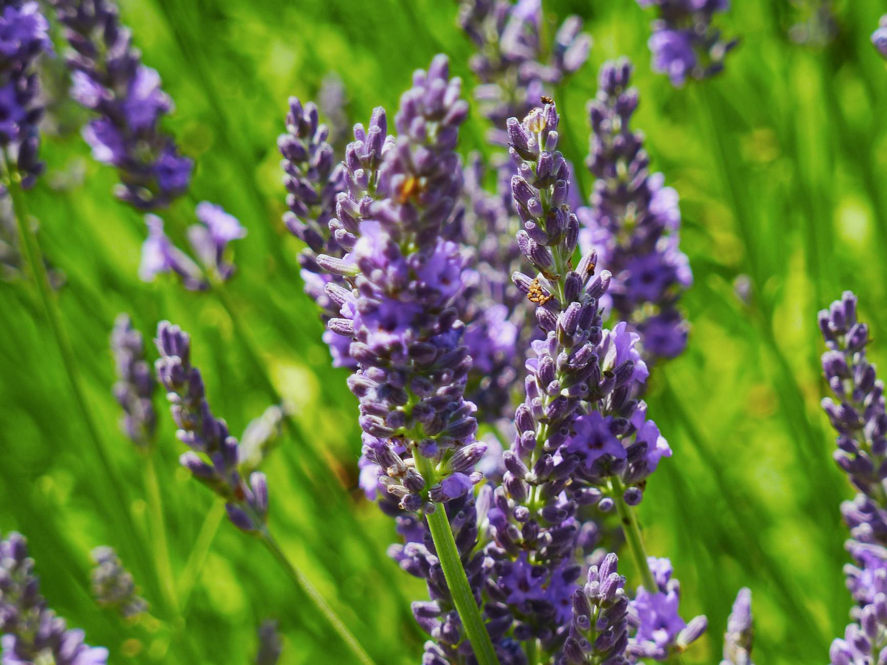 Nahaufnahme von lavendelfarbenen Blueten